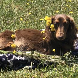 Hazel - Dachshund