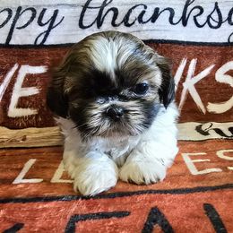 Tri-Colored Girl - Brindle and white female Shih Tzu puppy in Oakville, Washington from Garrard Creek Shih Tzus