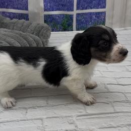 Black and Cream Piebald Longhair Male - Black and cream male Dachshund puppy in Killeen, Texas from Southern Dachshunds