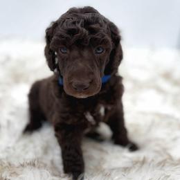 Brownie - Brown male Poodle puppy in Otto, North Carolina from Wild Suns Farm