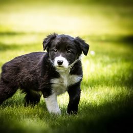 Border Collie Puppies from Hidden Meadows Livestock