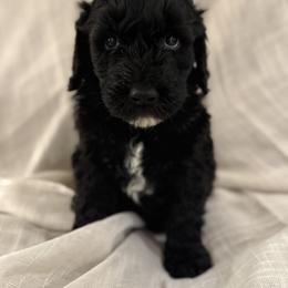 Double Doodle Puppies from Southern Sunshine Doodles 🩷