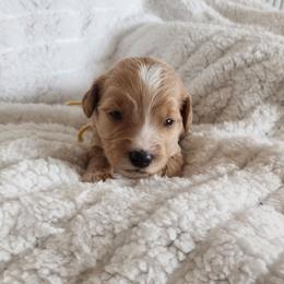 Gold - Apricot male Goldendoodle puppy in Cumming, Georgia from Chattahoochee Kennels