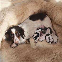 Bambi - Dachshund