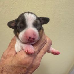Unique - Dapple female Dachshund puppy in Russellville, Arkansas from Cains River Valley Dachshunds