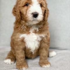 Assorted Doodle Crosses Puppies from Barking Blessings