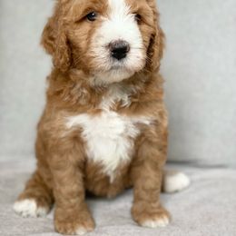 Assorted Doodle Crosses Puppies from Barking Blessings