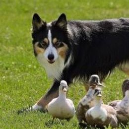 Border Collies from Wagner