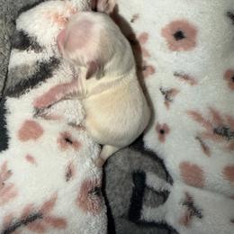 Boy 2 - White male Shih Tzu puppy in Rockmart, Georgia from Sonya Garrett