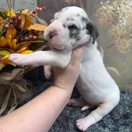Dachshund and Great Dane Puppies from Ballistic Danes & Dachshunds