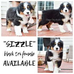 Sizzle - Black tri-color Australian Shepherd puppy in Montpelier, Virginia from Copper Sky Aussies & Mini American Shepherds