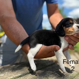 Girl2 - Black tan and white female Beagle puppy in Hudson, Michigan from Bachman’s Kennel
