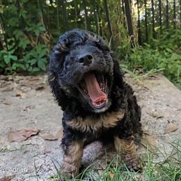 Adrian - Black and tan male Cockapoo puppy in Sunset, Louisiana from Cano Cockapoos