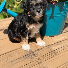 Newspaper - Black tri-color female Aussiedoodle puppy in Henry, Illinois from Rowe Farms Doodles
