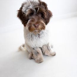Australian Labradoodle, Cavapoo, Goldendoodle, Golden Mountain Doodle, and Poodle All Grown Up from Dawson's Royal Companions