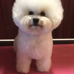 Bichon Frise All Grown Up from God’s Creatures