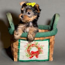Rain - Black and gold female Yorkshire Terrier puppy in San Diego, California from BC Breeders Association
