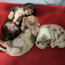 Bracco Italiano and Chihuahua Puppies from Snow Peak Kennel