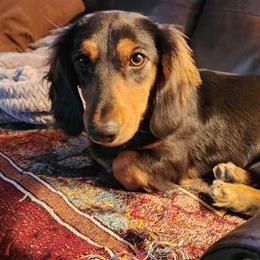 Frio - Dachshund