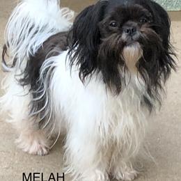 Melah - Mi-Ki