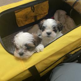 Boy 1 - White male Lhasa Apso puppy in Florence, Kentucky from Ky Ritz Lhasa’s.  formerly (Karen‘a Lhasa Apsos)