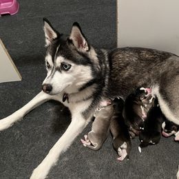 Frigga - Pomsky