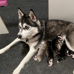 Frigga - Pomsky