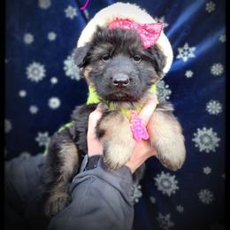 Stef - Black and tan female German Shepherd puppy in Fort Jennings, Ohio from Von Holtzapple German shepherds