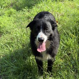 Rogue - Boy 1 - Black & white male Australian Shepherd puppy in Cleveland, Georgia from J&L Farm