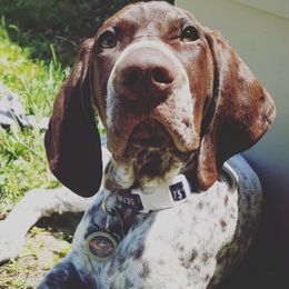 Boston Terriers and German Shorthaired Pointers from Fanfare Bostons and Shorthairs