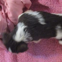 Lily - Parti female Miniature Schnauzer puppy in Chattanooga, Tennessee from Oodles of Cuties!