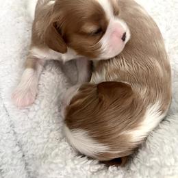 Green Boy - Blenheim male Cavalier King Charles Spaniel puppy in Mt. Ulla, North Carolina from Divine Cavaliers