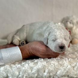 Flurry - White female Maremma Sheepdog puppy in Conway, Missouri from 2J 2K Border Collies | Maremma Sheepdogs