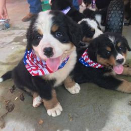 Puppies from Brooks Berner Bears