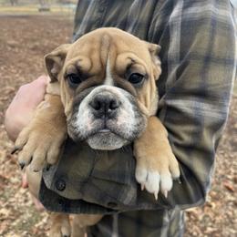 Portia - Fawn and white female Bulldog puppy in Clarinda, Iowa from Stimson Bulldogs