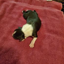 Girl 3 - Black tri-color female Australian Shepherd puppy in Rossville, Tennessee from GoodSprings Aussies