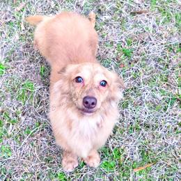 Bowie - Dachshund