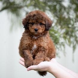 Milo SABLE MALE - Sable male Aussiedoodle puppy in Jacksonville, Florida from Lolo’s Aussiedoodle