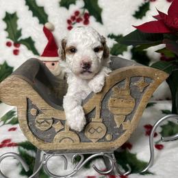 Marshmallow - Parti male Goldendoodle puppy in Roseburg, Oregon from Dbos Furry Friends