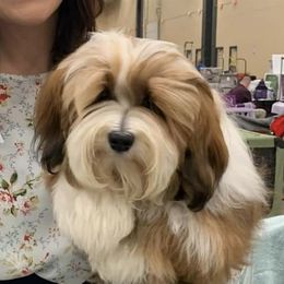 Havanese and Poodles from Ali-Ann Standard Poodles