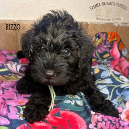 Rizzo - Black male Schnoodle puppy in Sedalia, Missouri from Farmer Brown's Puppies