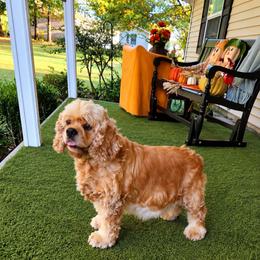 Izzy - Cocker Spaniel