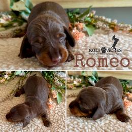 Romeo - AKC - Chocolate and tan male Dachshund puppy in Kemp, Texas from Koli Acres