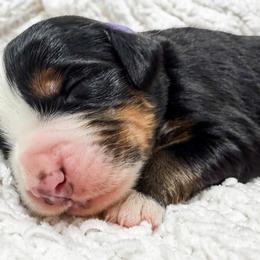 Purple - Black rust and white female Bernese Mountain Dog puppy in Marne, Michigan from MI Doodles