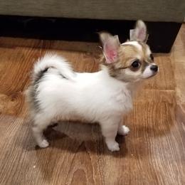 Chihuahua Puppies from Lucky Star Chihuahuas