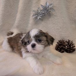 Girl 2 - Brindle and white female Shih Tzu puppy in Bishop, California from Shih Tzu G-ma