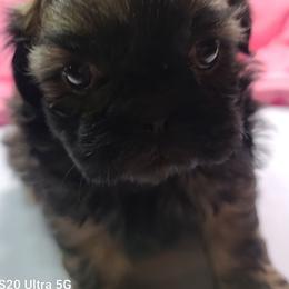 Girl 1 - Tricolor female Shih Tzu puppy in Belleville, Michigan from Patricia's Heavenly Earth Angels