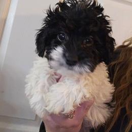 Marvin - Black and white male Aussiedoodle puppy in Galena, Illinois from Perry's doodles