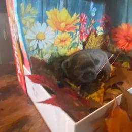 Bronx - Blue male Shih Tzu puppy in Wyoming, Michigan from Shih Tzu Shenanigans