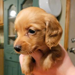 Reba McEntire - Red female Dachshund puppy in Mayport, Pennsylvania from Debbie's Dachshunds